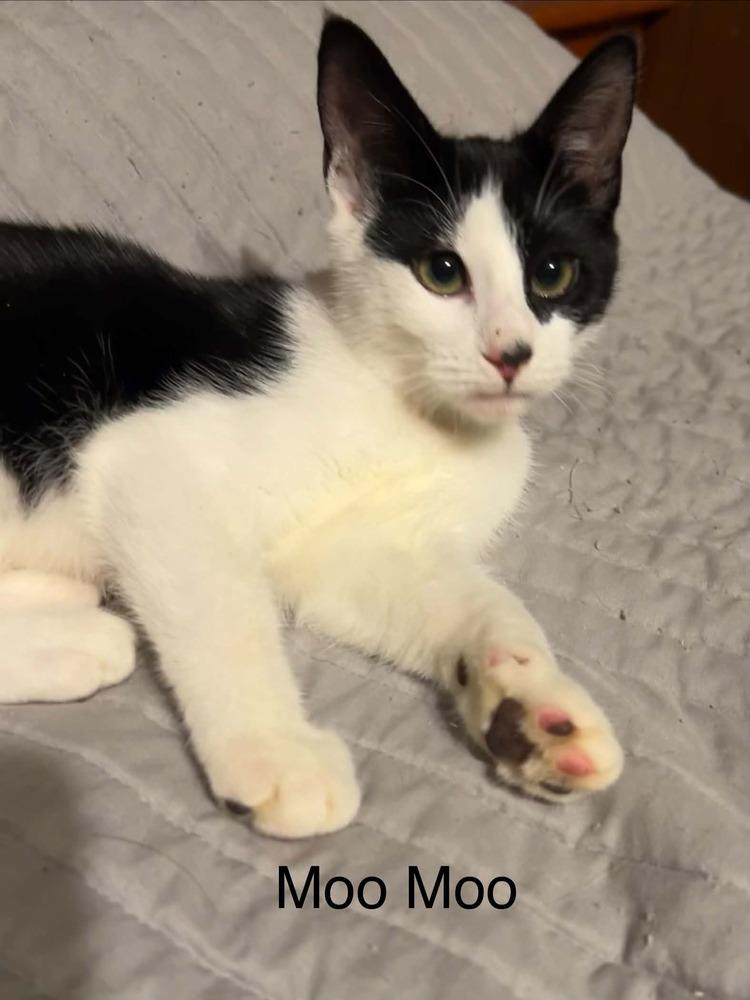 Enlarge Moo Moo, a Adoptable mixed breed in Groveland, MA image 3/3