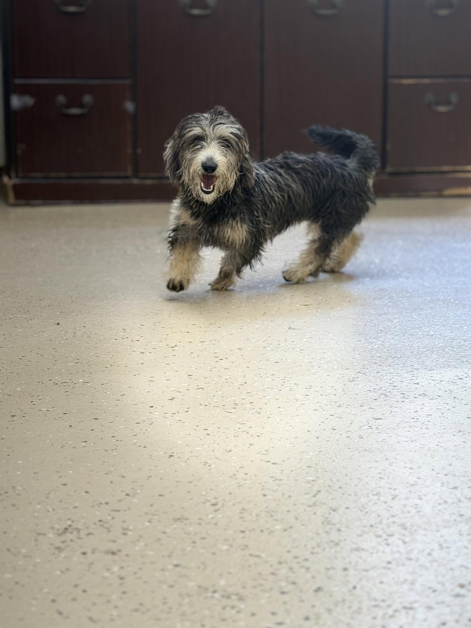 Gidgett, Adoptable, Young Female Dachshund & Yorkshire Terrier.