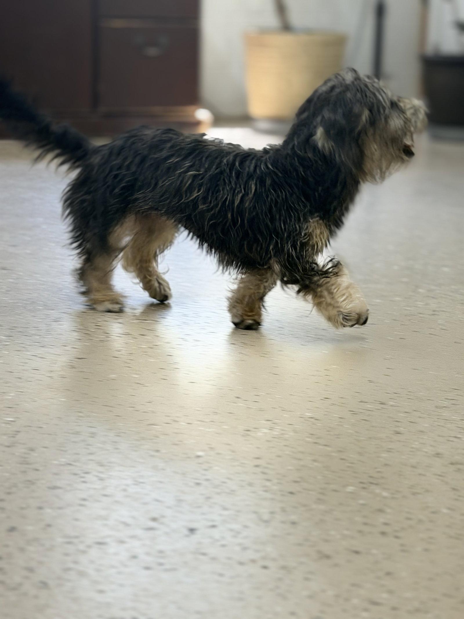 Enlarge Gidgett, a Adoptable mixed breed in York, SC image 2/3
