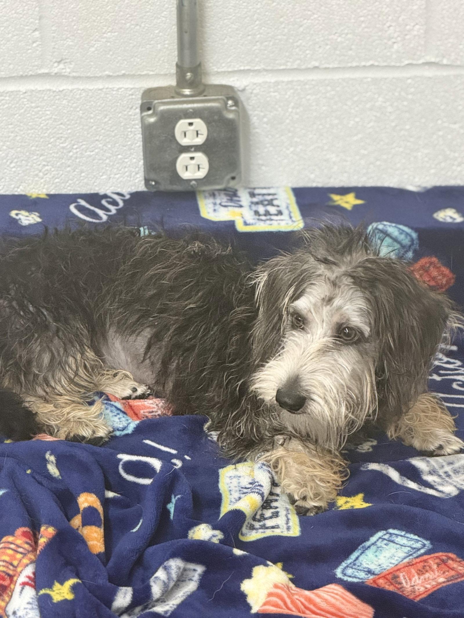 Enlarge Gidgett, a Adoptable mixed breed in York, SC image 3/3