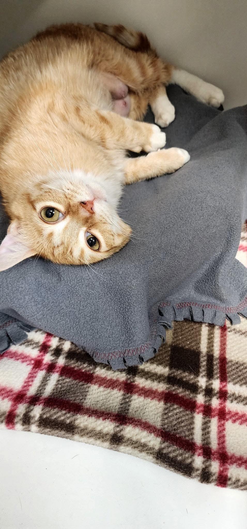 Mircle, ADOPTABLE, Adult Female Domestic Short Hair.