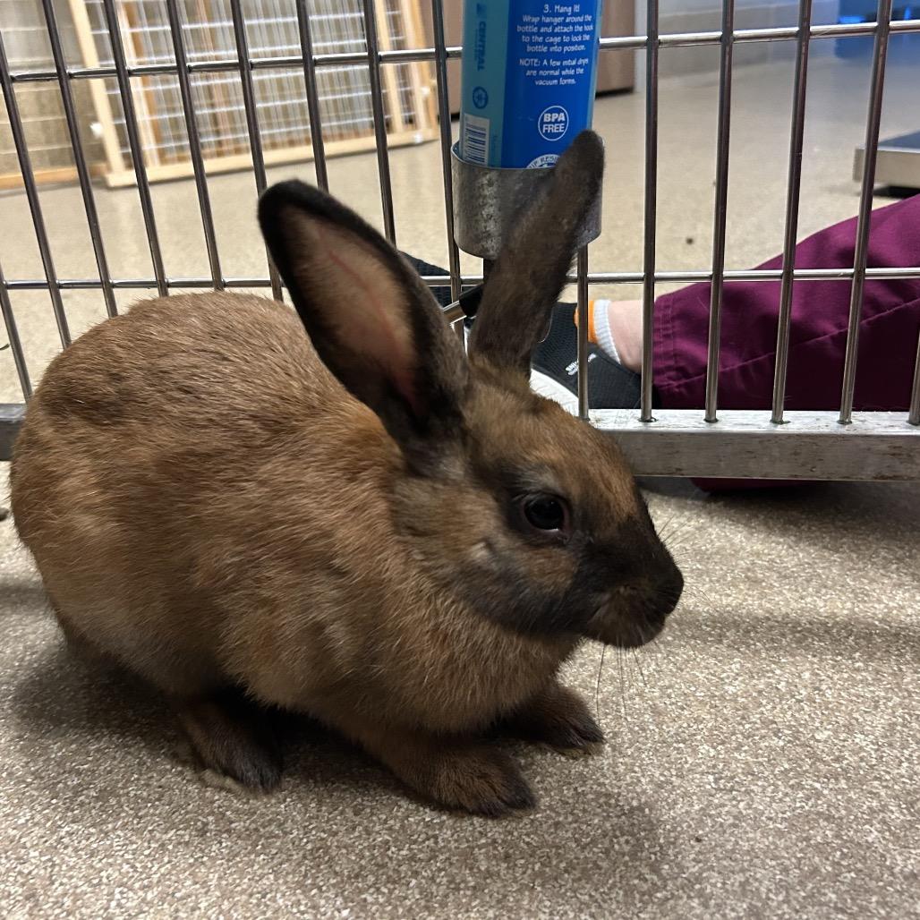 Blackjack, Adoptable, Young Male Mini Rex.