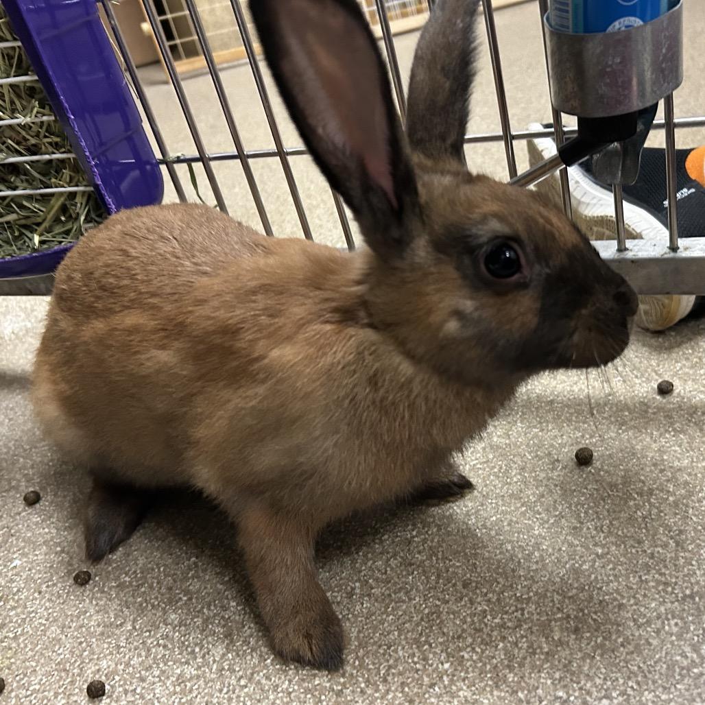 Enlarge Blackjack, a Adoptable Mini Rex in Bristol, IN image 2/3