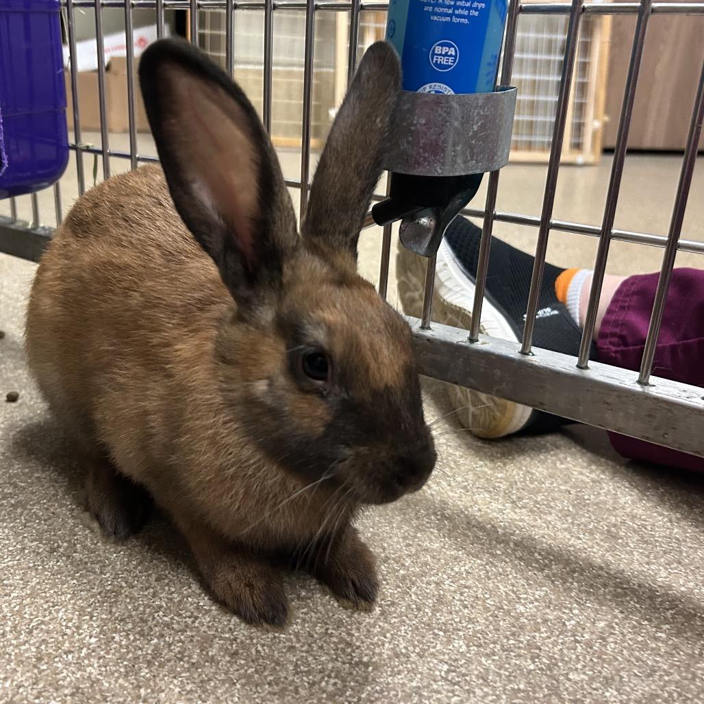 Enlarge Blackjack, a Adoptable Mini Rex in Bristol, IN image 3/3