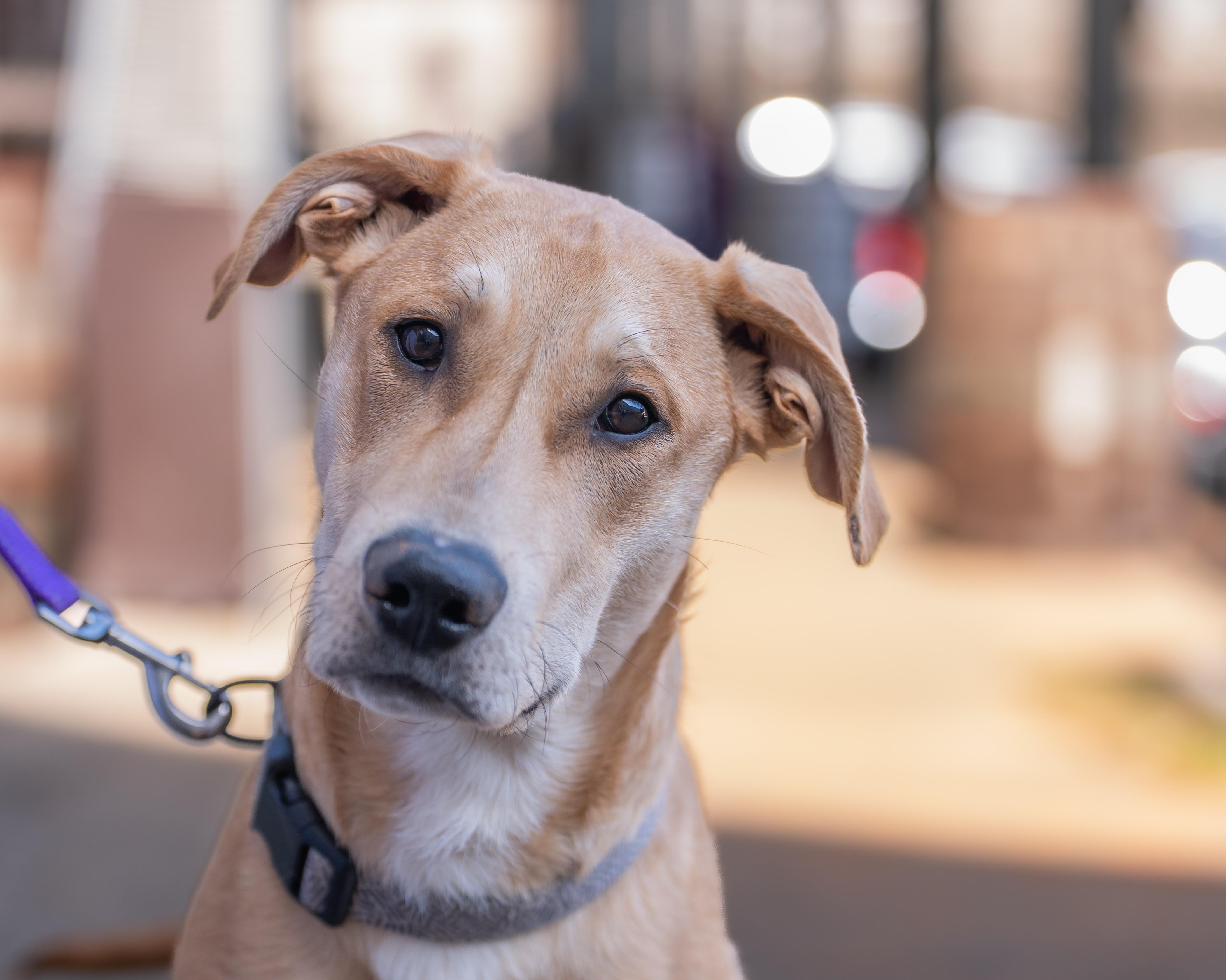 Enlarge Ace, a ADOPTABLE mixed breed in Greenville, SC image 2/4