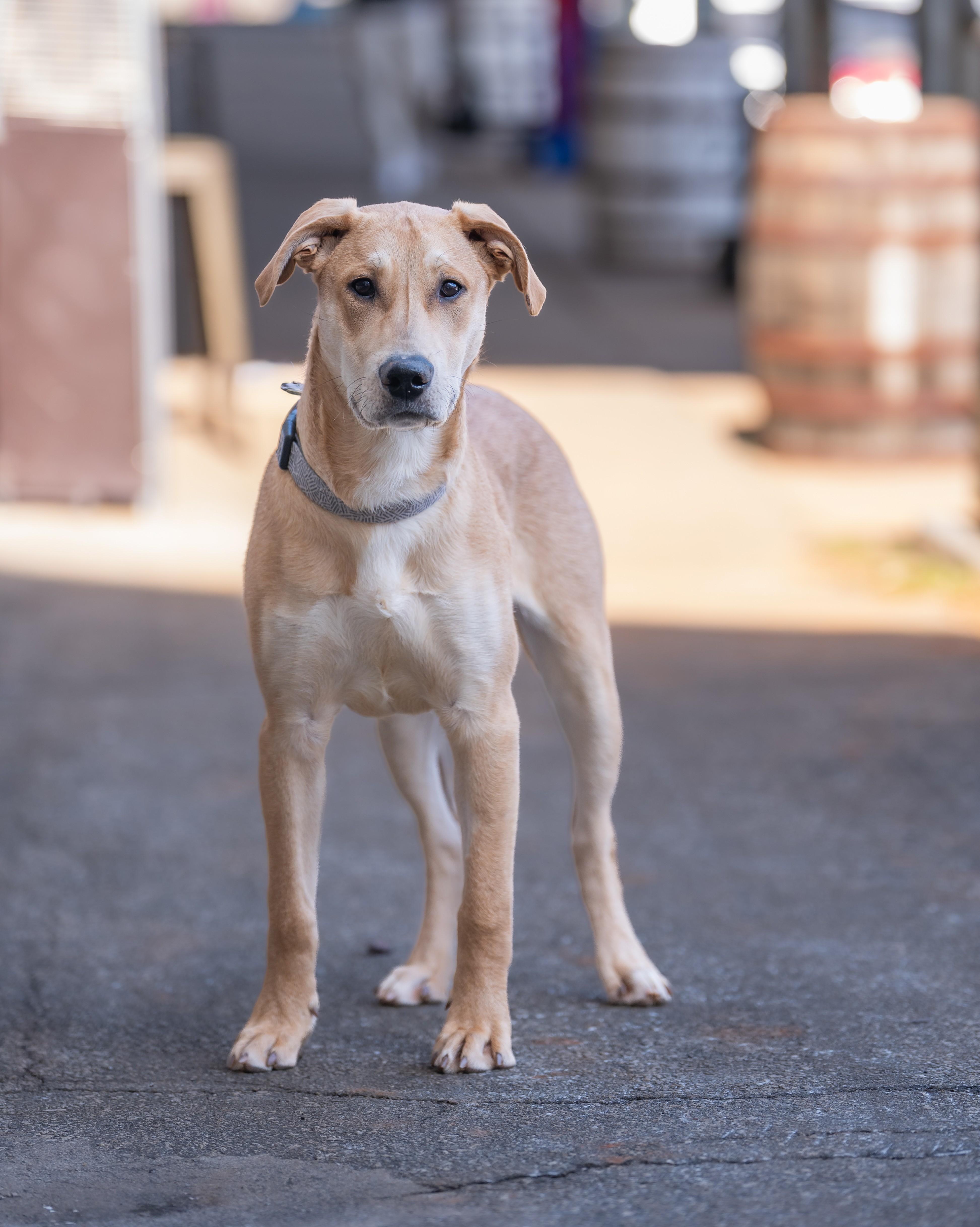 Enlarge Ace, a ADOPTABLE mixed breed in Greenville, SC image 3/4