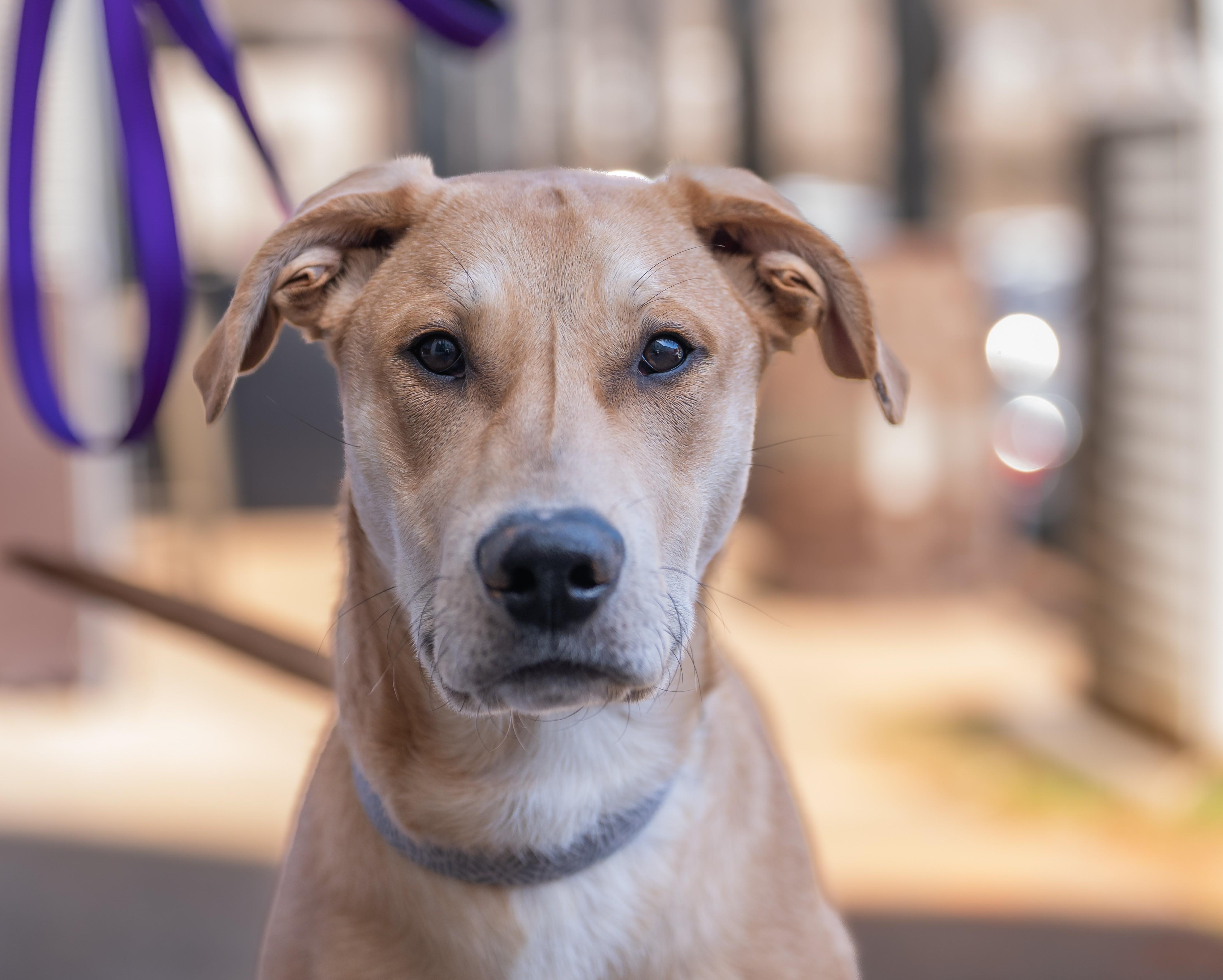 Enlarge Ace, a ADOPTABLE mixed breed in Greenville, SC image 1/4