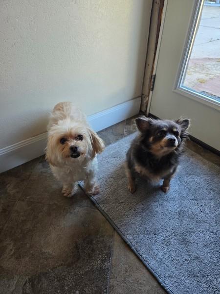 Ekko & Mimi, Adoptable, Senior Female Maltese & Pomeranian.