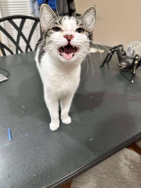 Elphaba, an adoptable Domestic Short Hair in East Lansing, MI image 2/3