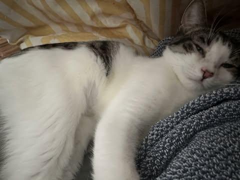 Elphaba, an adoptable Domestic Short Hair in East Lansing, MI image 1/3