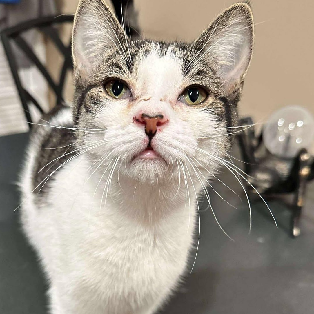 Enlarge Elphaba, an adoptable mixed breed in Lansing, MI image 1/3