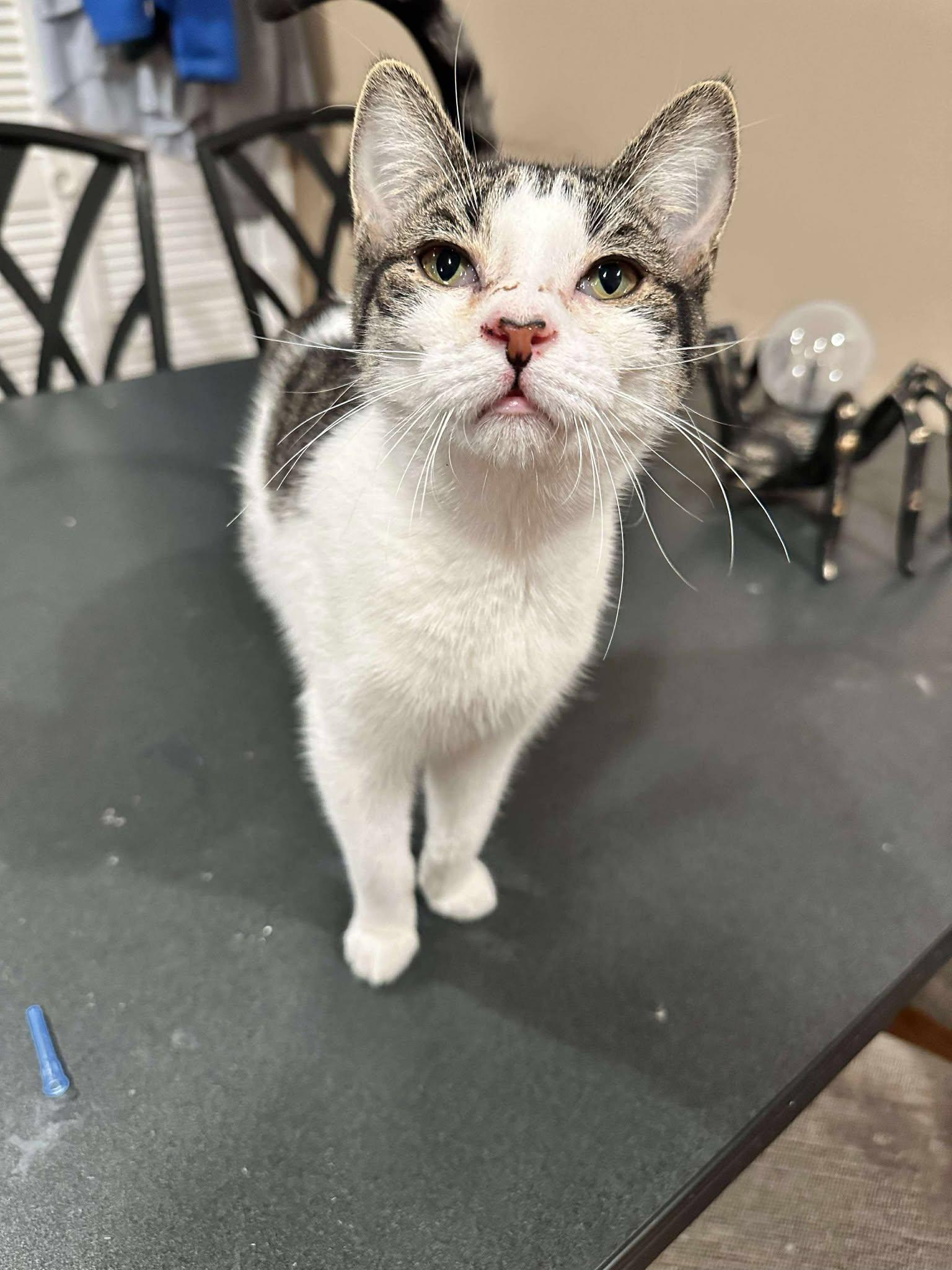 Elphaba, an adoptable Domestic Short Hair in East Lansing, MI image 3/3