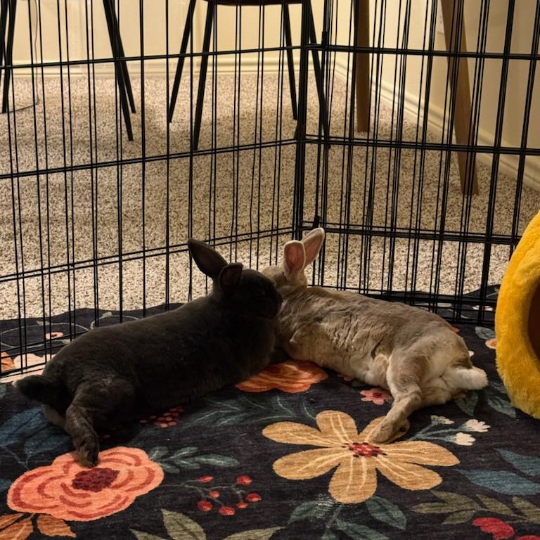 Pette, Adoptable, Senior Male Mini Rex.