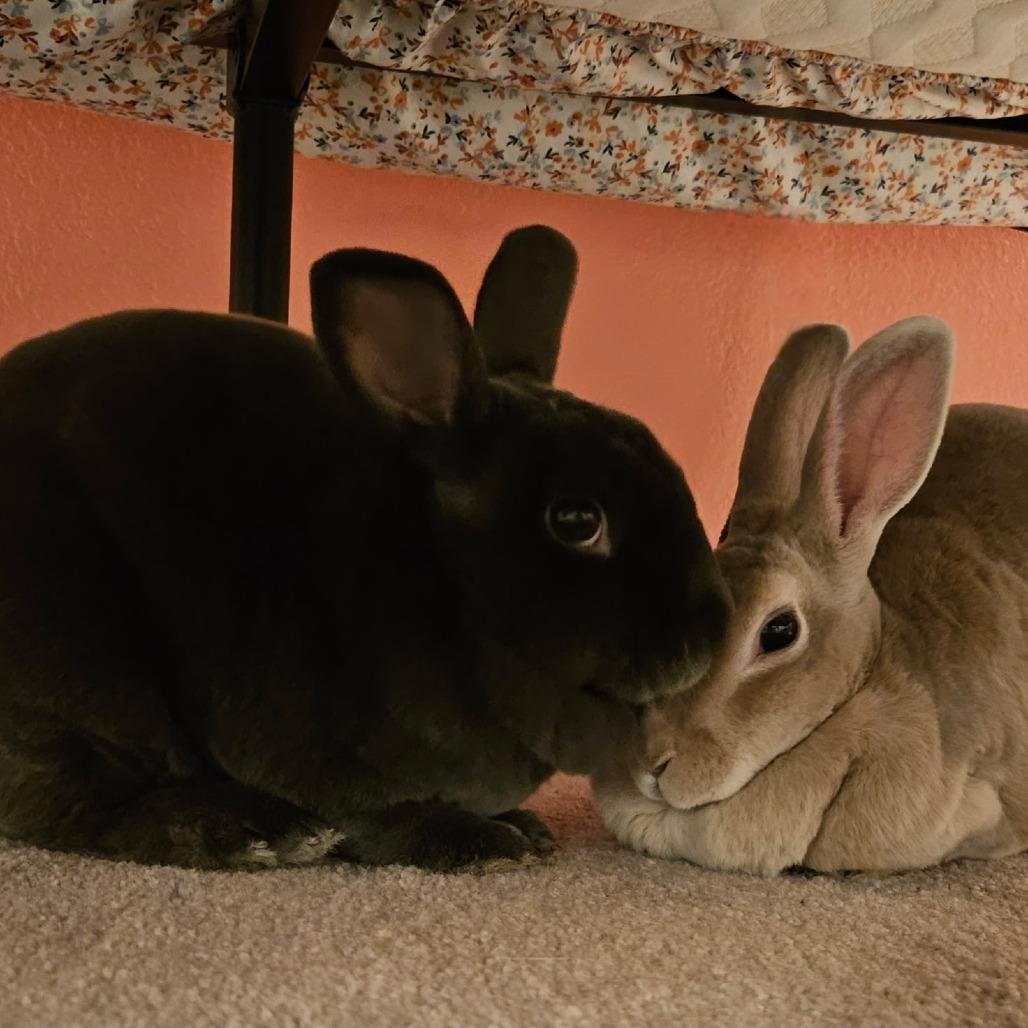 Pette, a Adoptable Mini Rex in The Woodlands, TX image 3/5