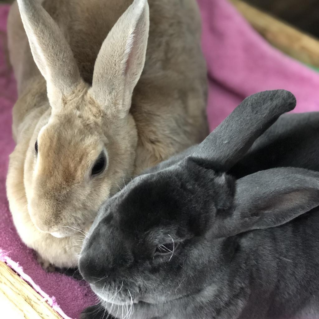 Pette, a Adoptable Mini Rex in The Woodlands, TX image 5/5