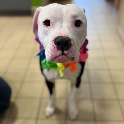 Cueball, an adoptable Mixed Breed in Jackson, MI image 2/6