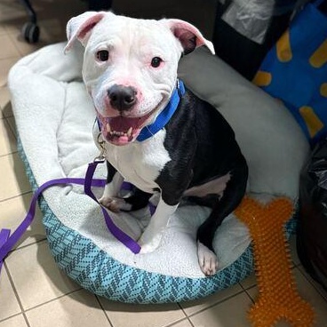 Cueball, an adoptable Mixed Breed in Jackson, MI image 3/6