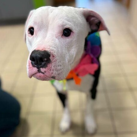 Cueball, adoptable, Adult Male Mixed Breed.