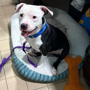 Cueball, an adoptable Mixed Breed in Jackson, MI image 4/6