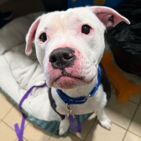 Cueball, an adoptable Mixed Breed in Jackson, MI image 6/6