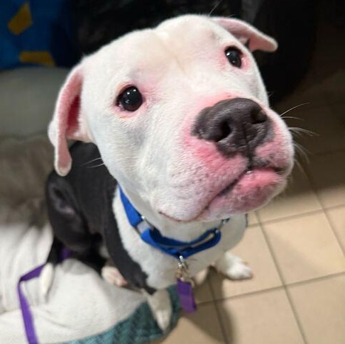 Cueball, an adoptable Mixed Breed in Jackson, MI image 5/6