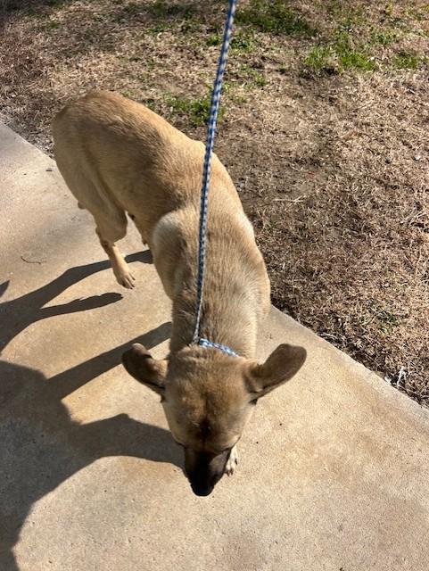 Polo11738, a ADOPTABLE mixed breed in Rocky Mount, NC image 3/3