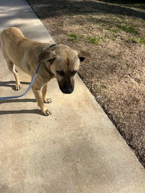 Polo11738, a ADOPTABLE mixed breed in Rocky Mount, NC image 1/3