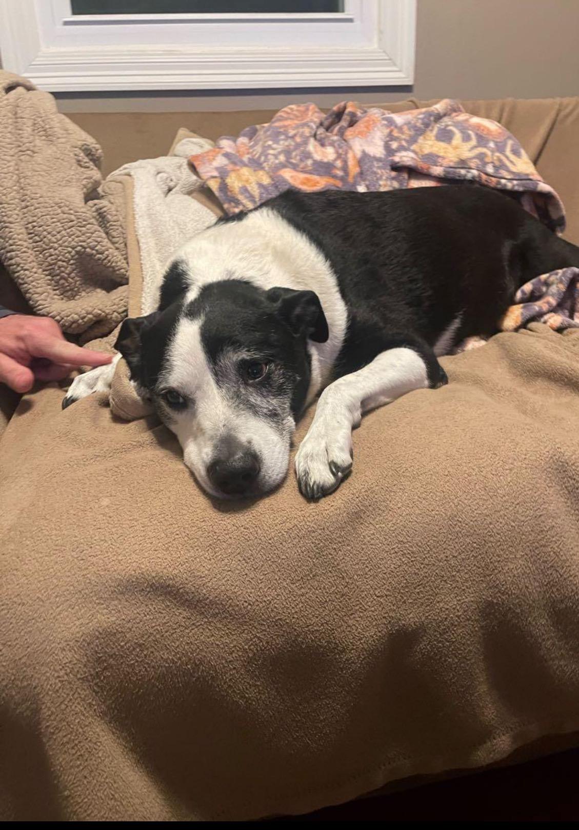 Enlarge Mia & Pierre — URGENT!!!!, a ADOPTABLE mixed breed in New Orleans, LA image 3/6