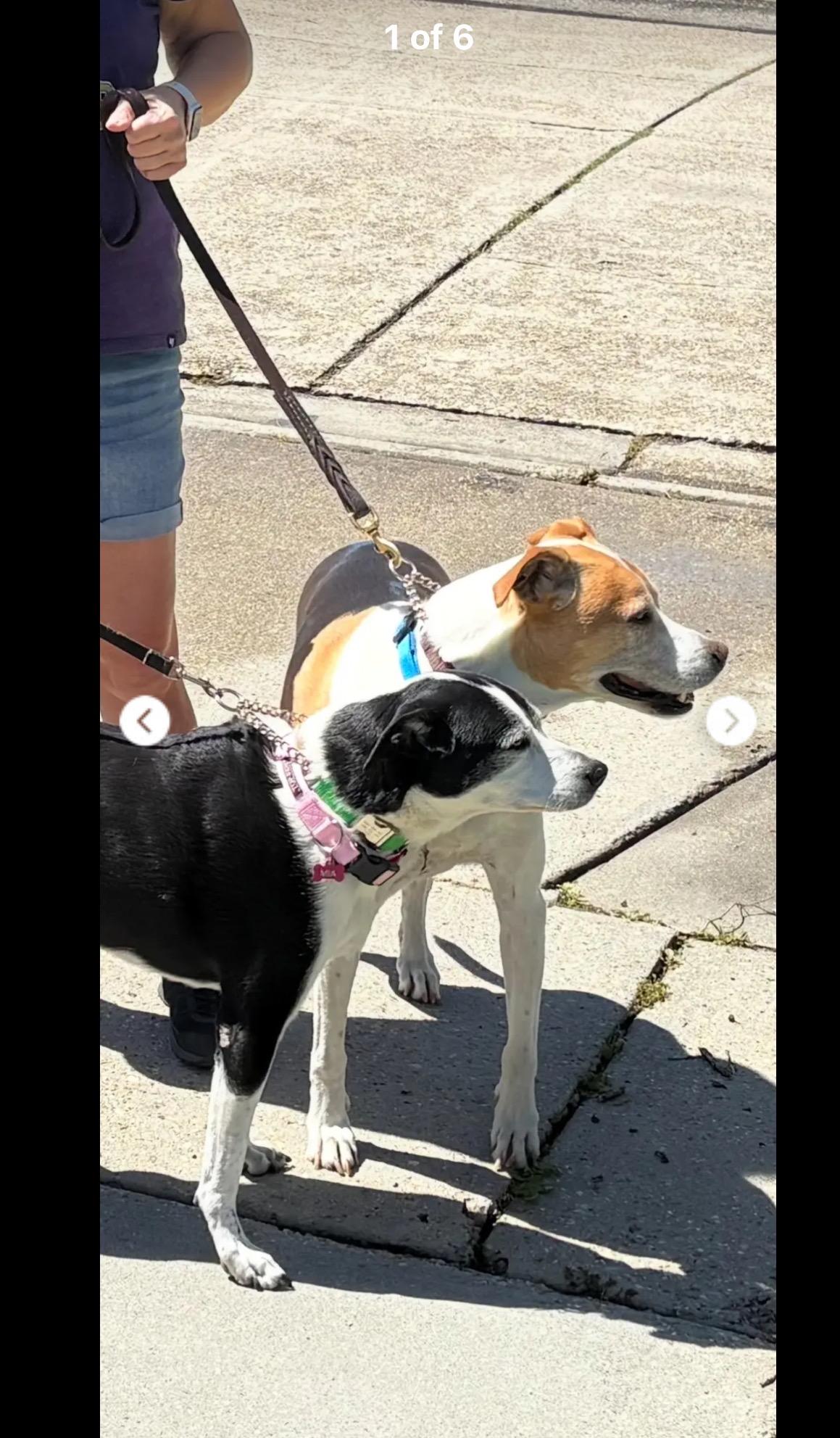 Mia & Pierre — URGENT!!!!, ADOPTABLE, Senior Female Border Collie.