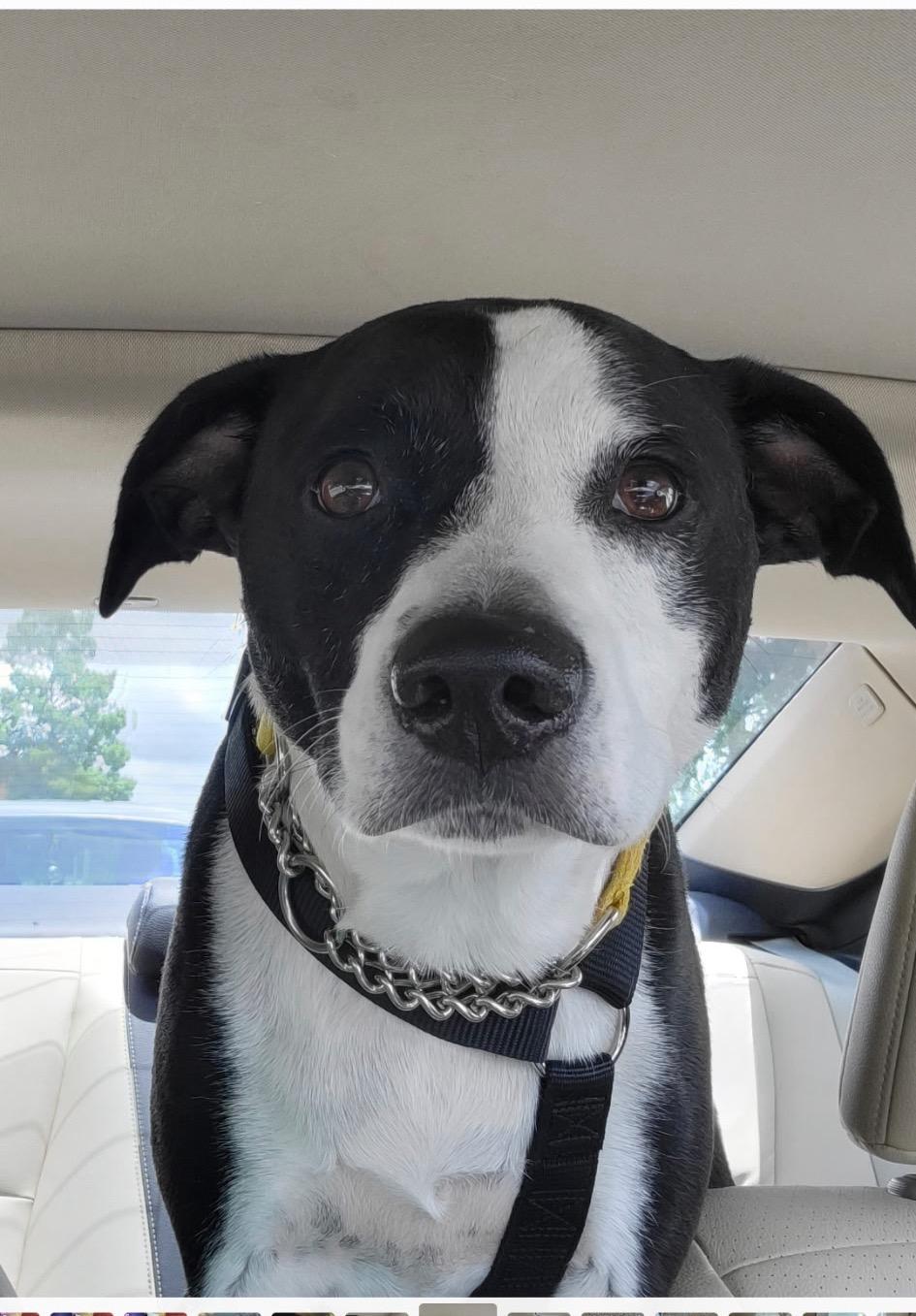 Enlarge Mia & Pierre — URGENT!!!!, a ADOPTABLE mixed breed in New Orleans, LA image 4/6