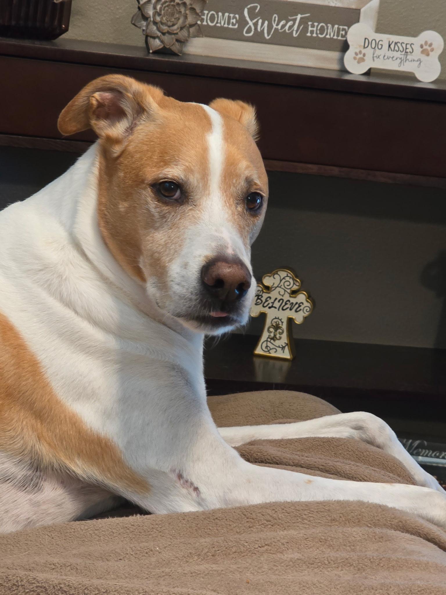 Enlarge Mia & Pierre — URGENT!!!!, a ADOPTABLE mixed breed in New Orleans, LA image 6/6