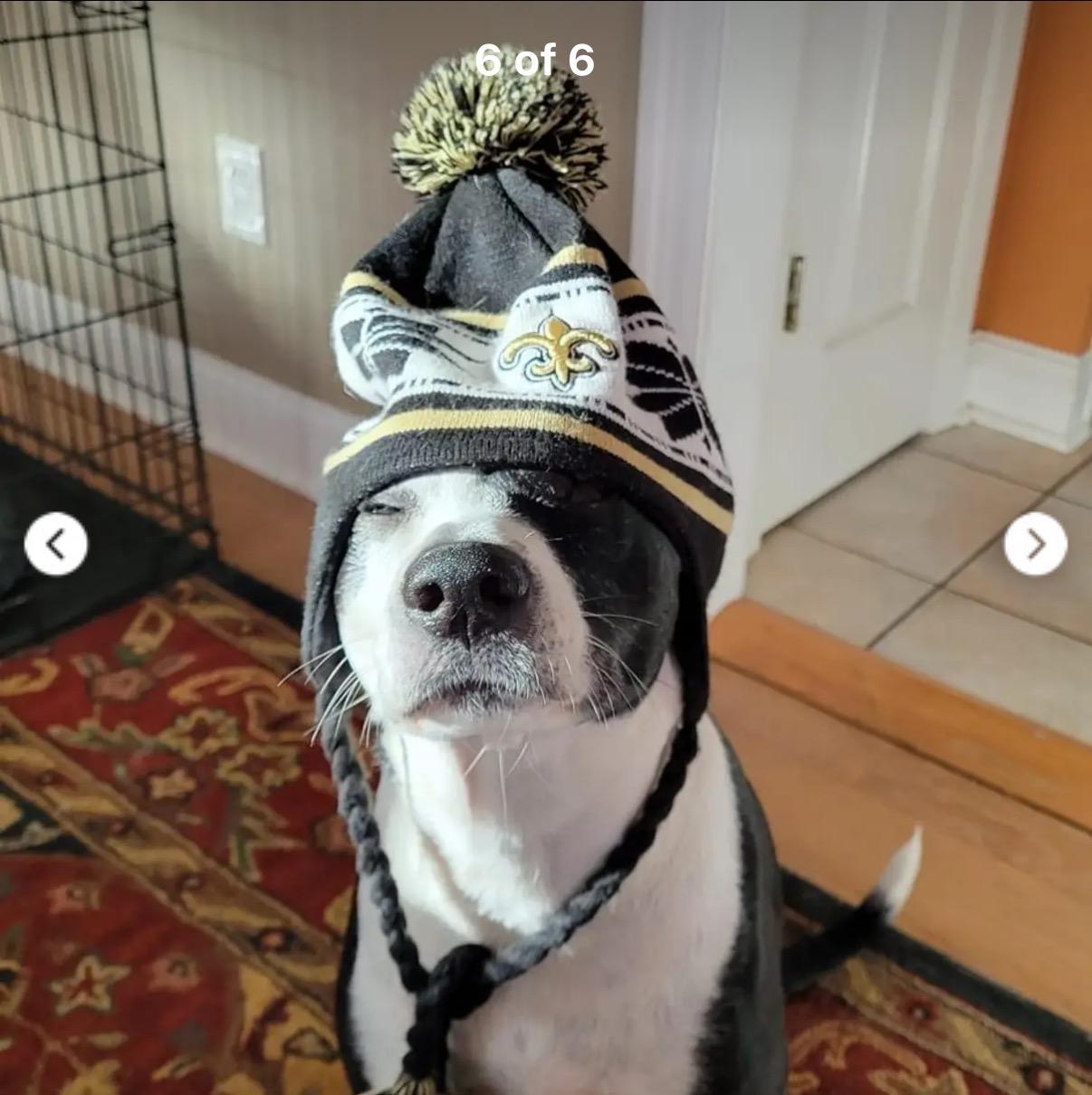 Enlarge Mia & Pierre — URGENT!!!!, a ADOPTABLE mixed breed in New Orleans, LA image 2/6