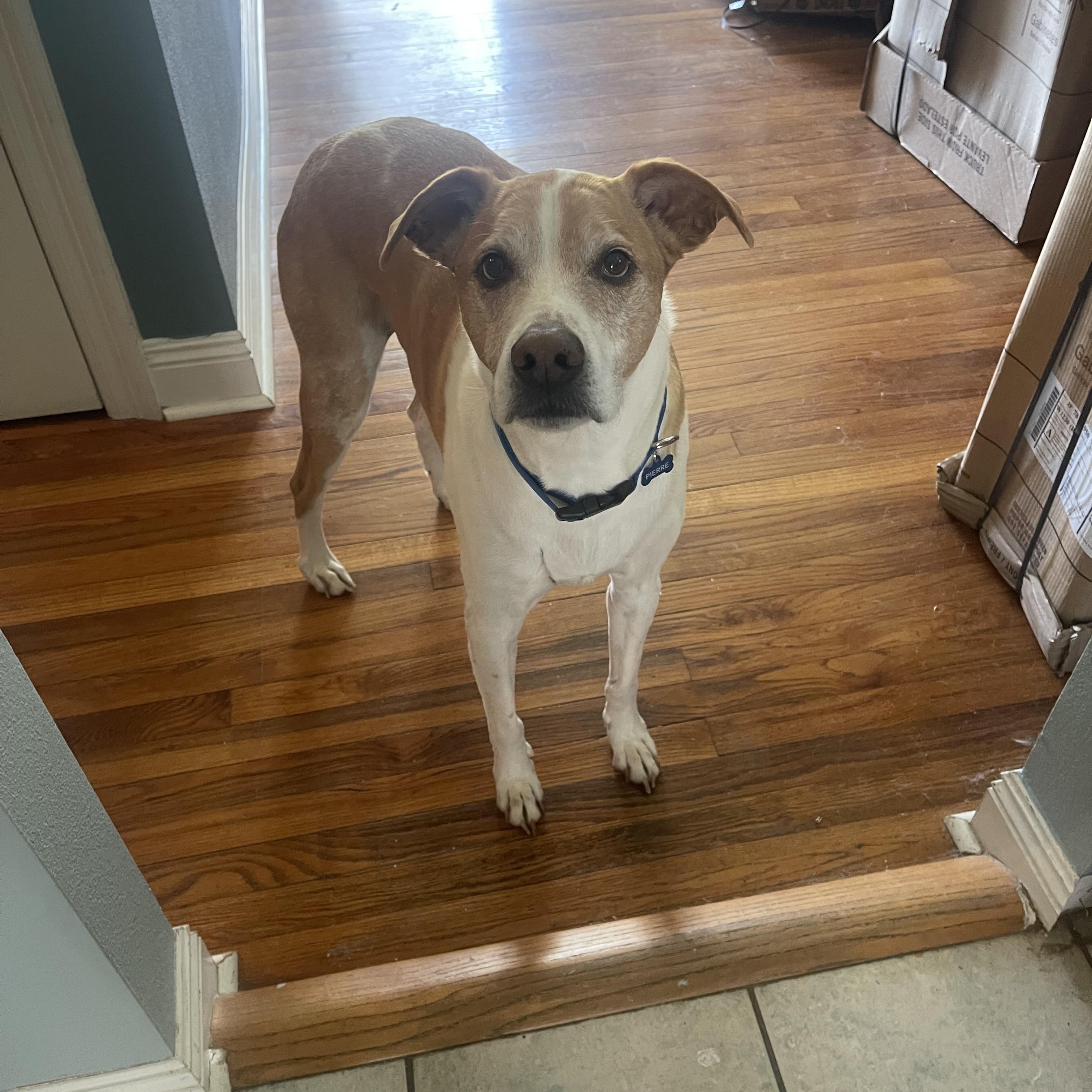 Enlarge Mia & Pierre — URGENT!!!!, a ADOPTABLE mixed breed in New Orleans, LA image 5/6