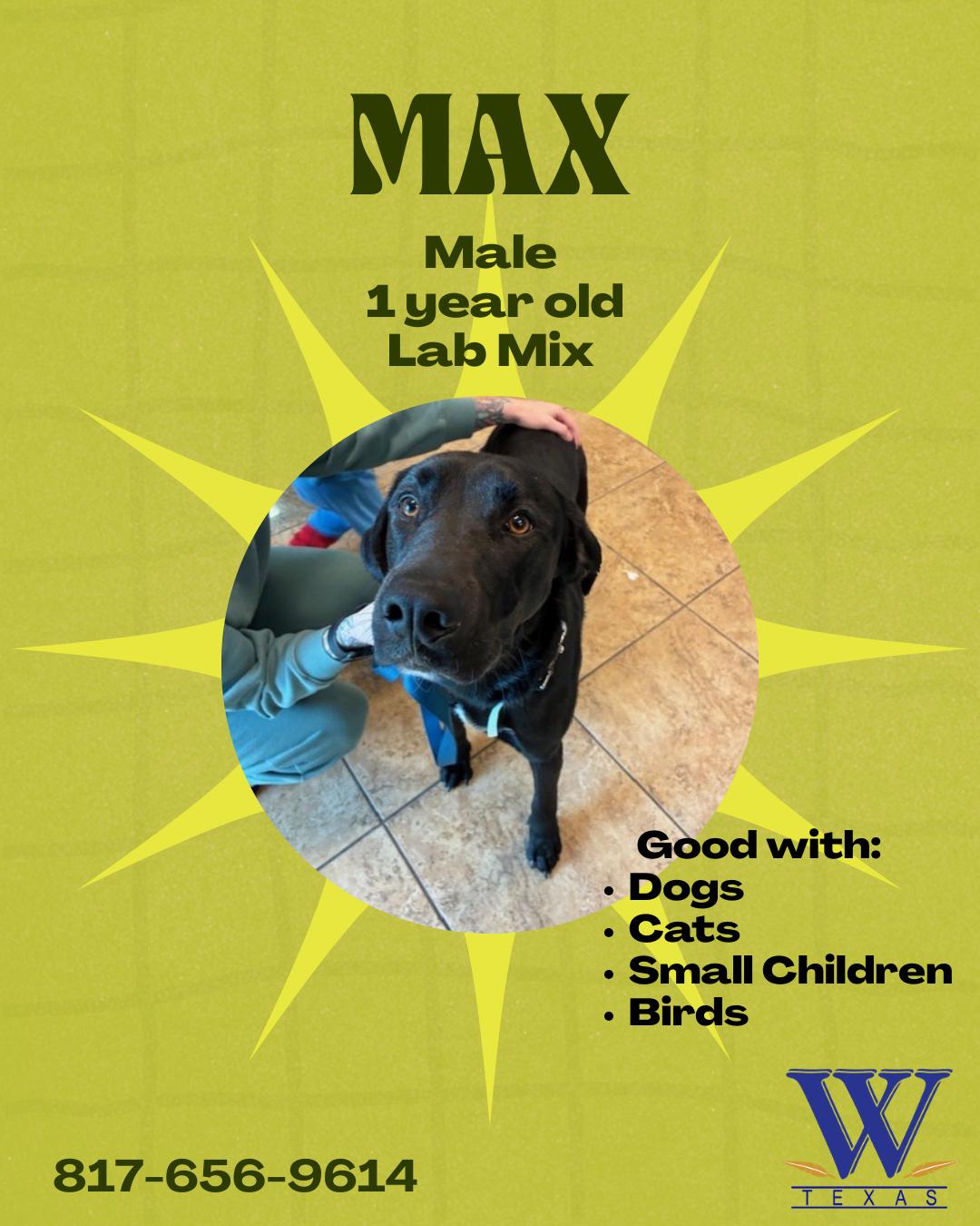 Enlarge Max, an adopted Black Labrador Retriever in Watauga, TX image 1/1