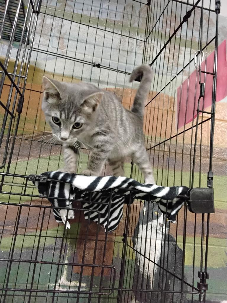 Nigel, Adoptable, Kitten Female Domestic Short Hair.