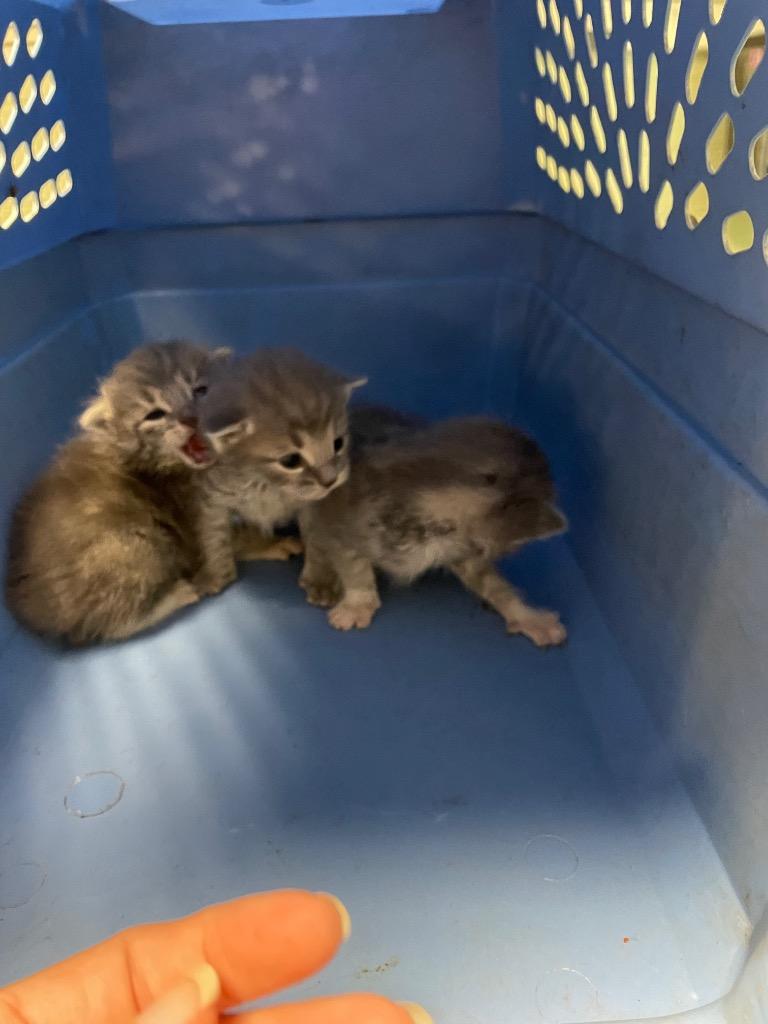 Enlarge Nigel, a Adoptable mixed breed in Ada, OK image 2/2