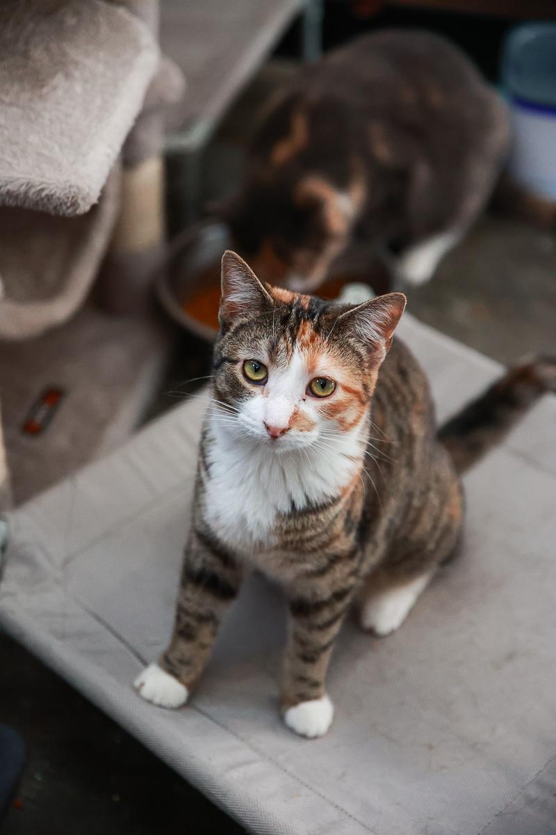 Enlarge Lainey, a Adoptable Domestic Short Hair in Loogootee, IN image 1/2