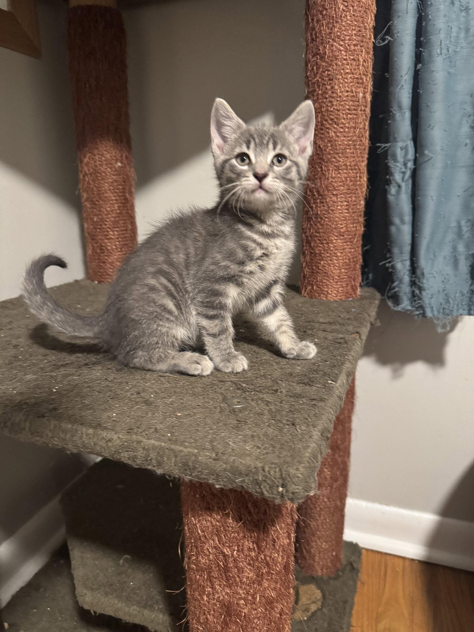 Enlarge Riptide, a Adoptable Domestic Short Hair in Newtown Square, PA image 1/1