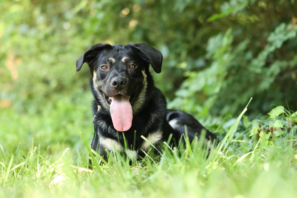 Enlarge Willie Jack, a Adoptable mixed breed in Wake Forest, NC image 1/6