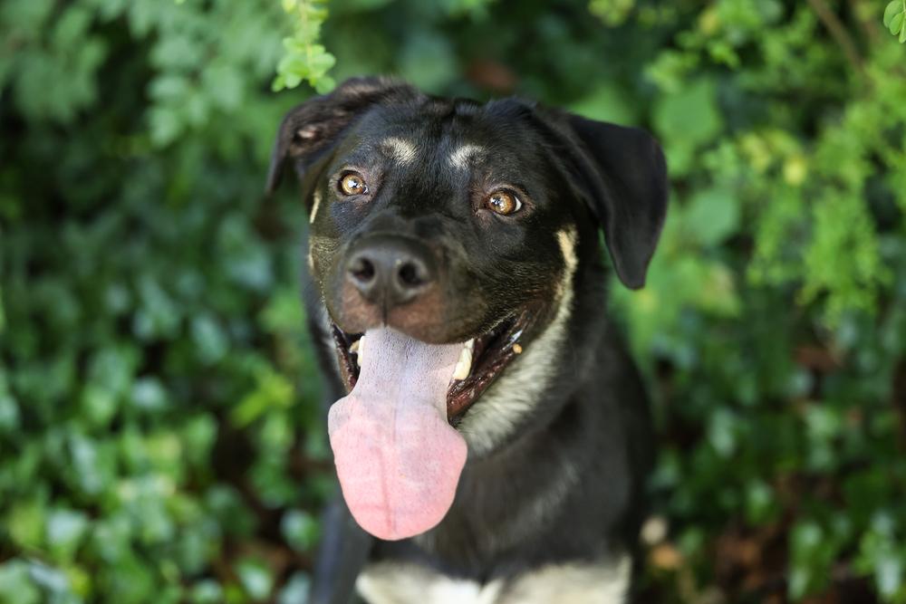 Enlarge Willie Jack, a Adoptable mixed breed in Wake Forest, NC image 3/6
