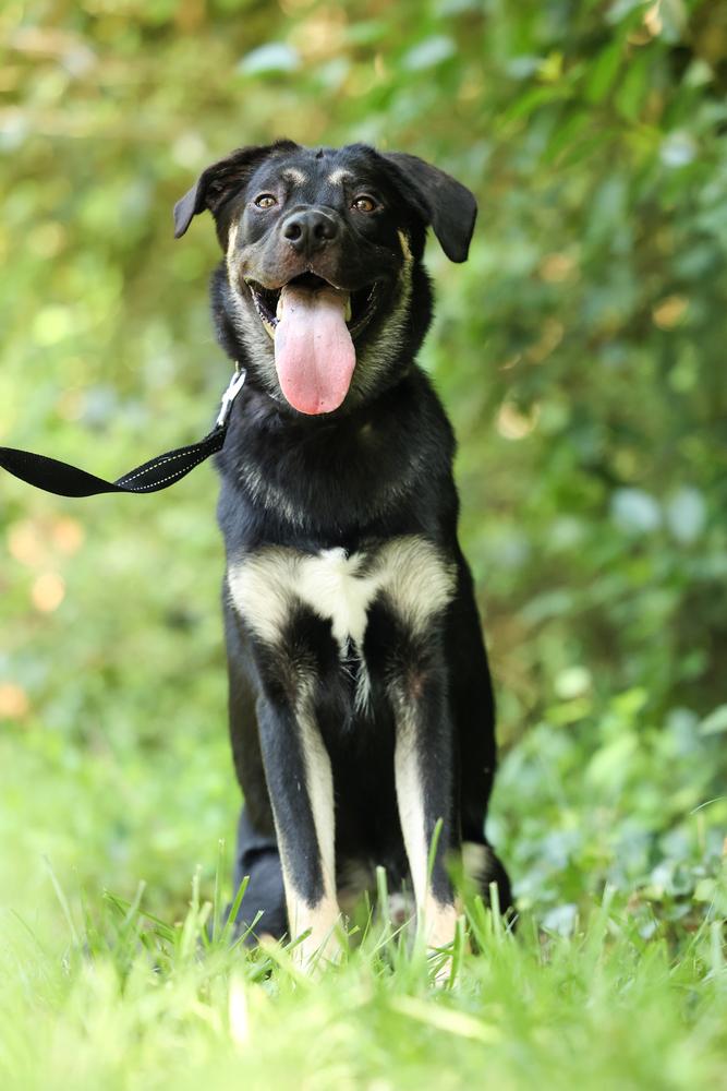 Enlarge Willie Jack, a Adoptable mixed breed in Wake Forest, NC image 5/6