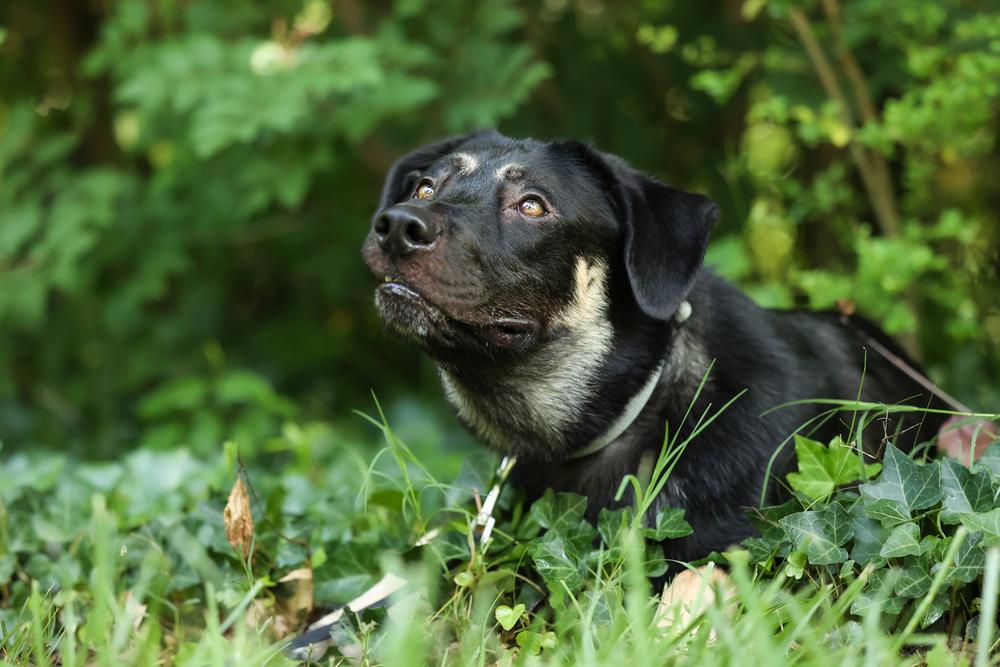 Willie Jack, Adoptable, Adult Male Labrador Retriever & German Shepherd Dog.