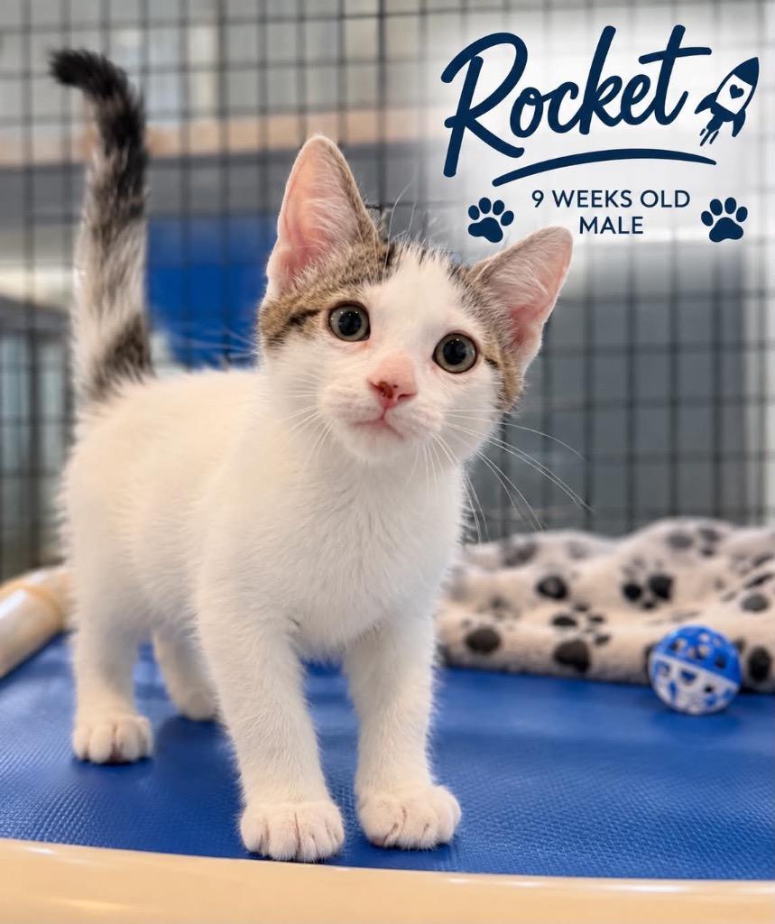 Enlarge Rocket, a Adoptable mixed breed in Kingsland, GA image 3/3