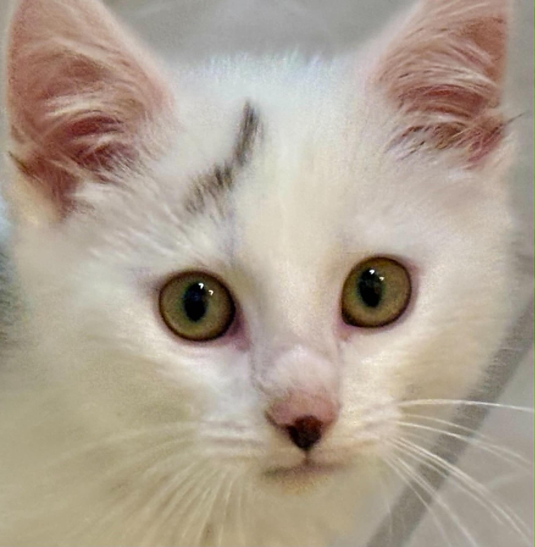 Cats & Kittens for Adoption in Oceana, WV | Petfinder