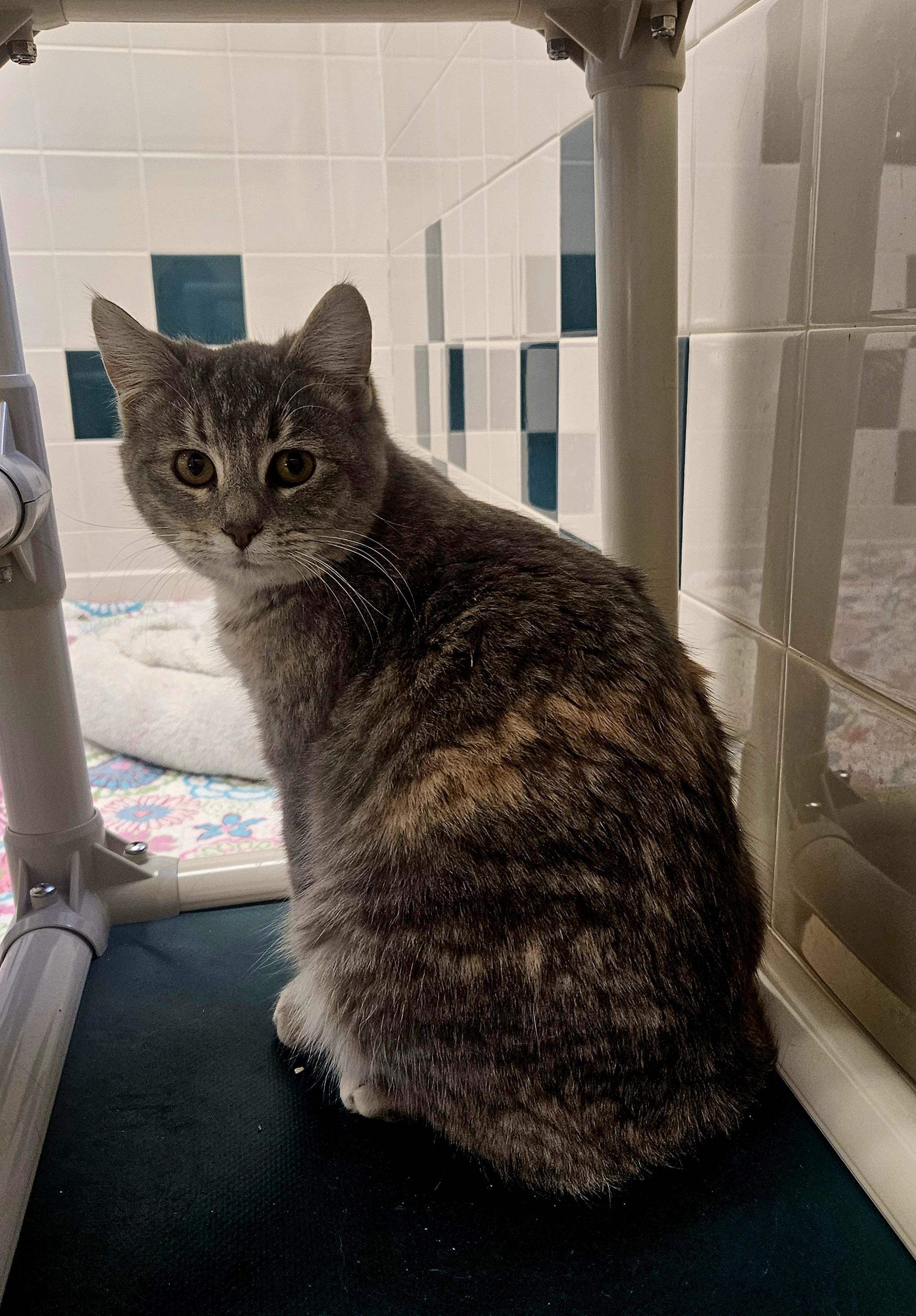 Melody, ADOPTABLE, Young Female Calico.