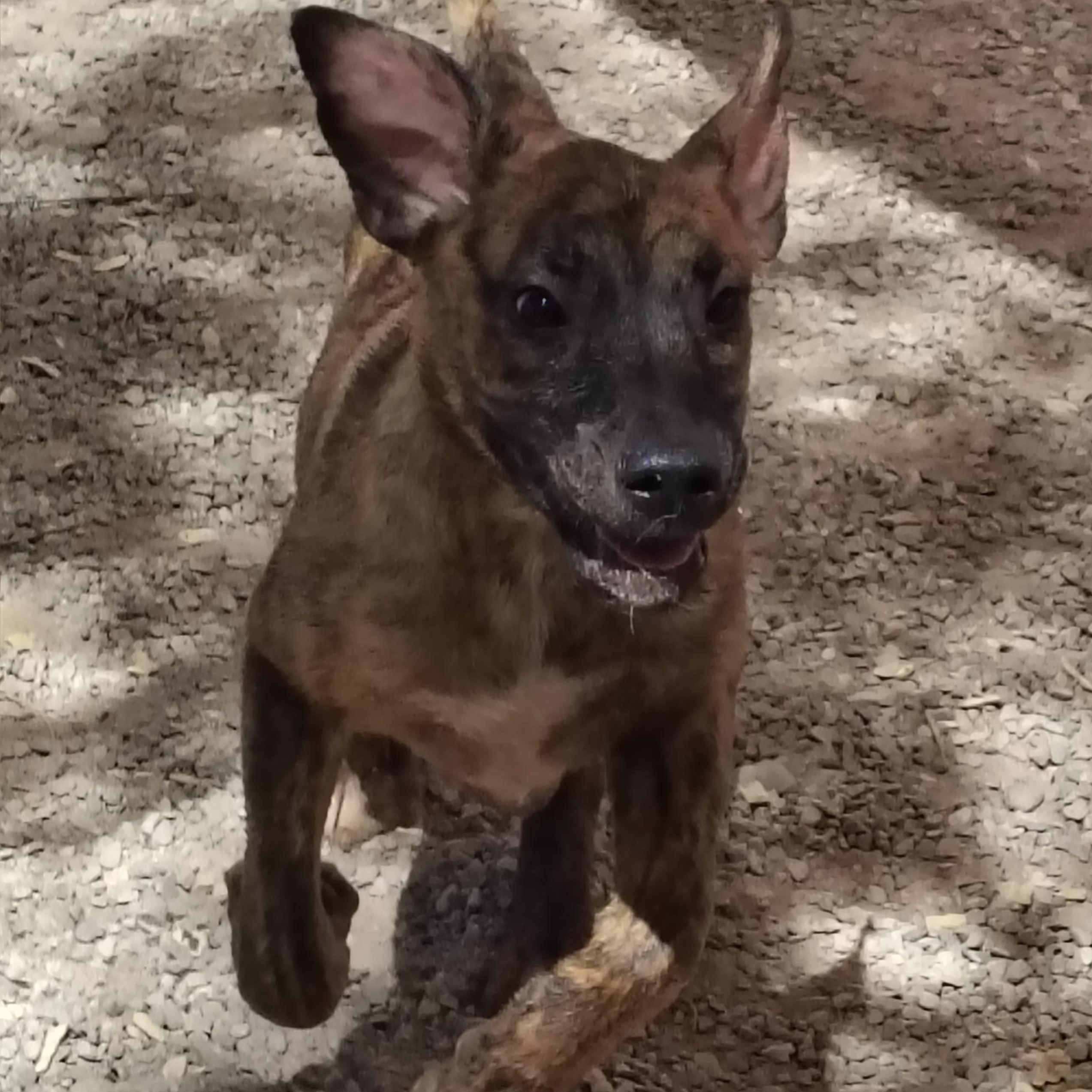 Ellie, an adoptable Mixed Breed in Parker, AZ, 85344 | Photo Image 1
