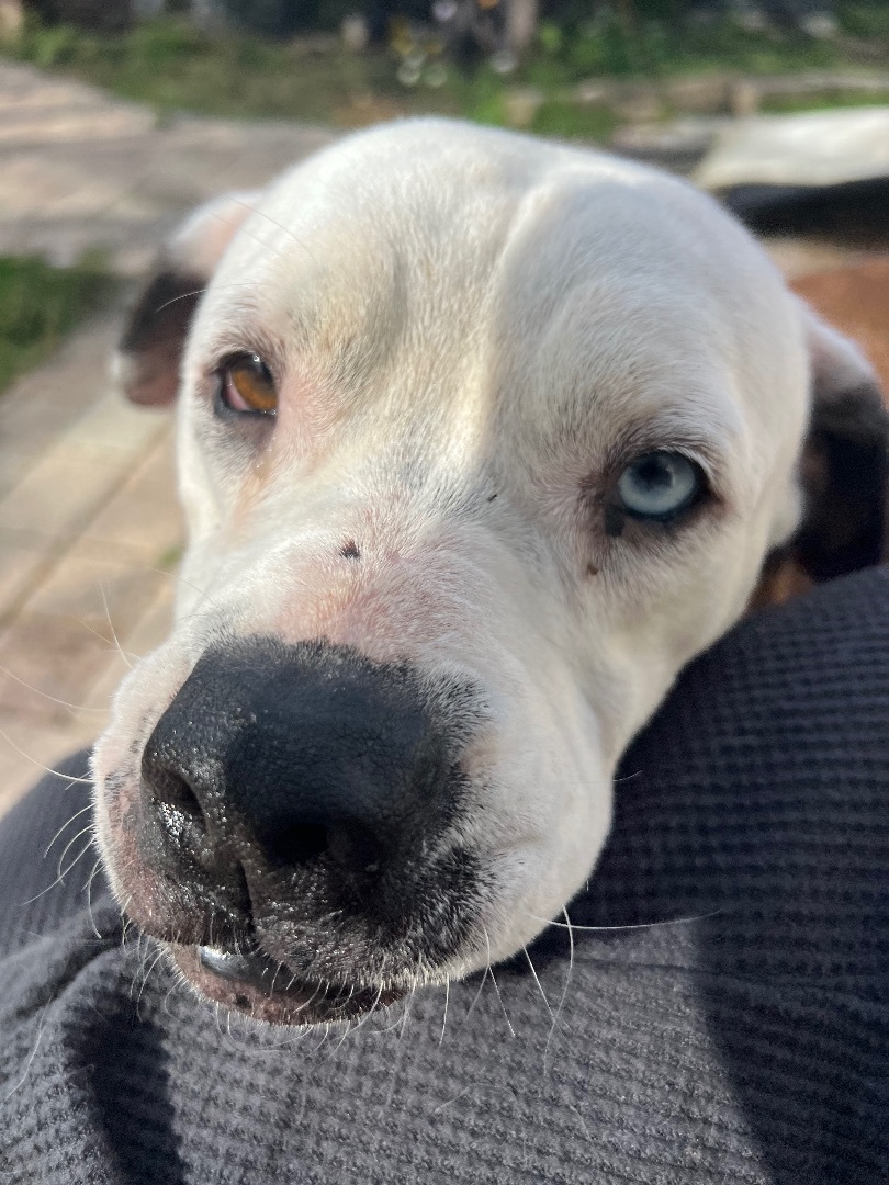 Enlarge Pearl, a Adoptable mixed breed in Tampa, FL image 1/4