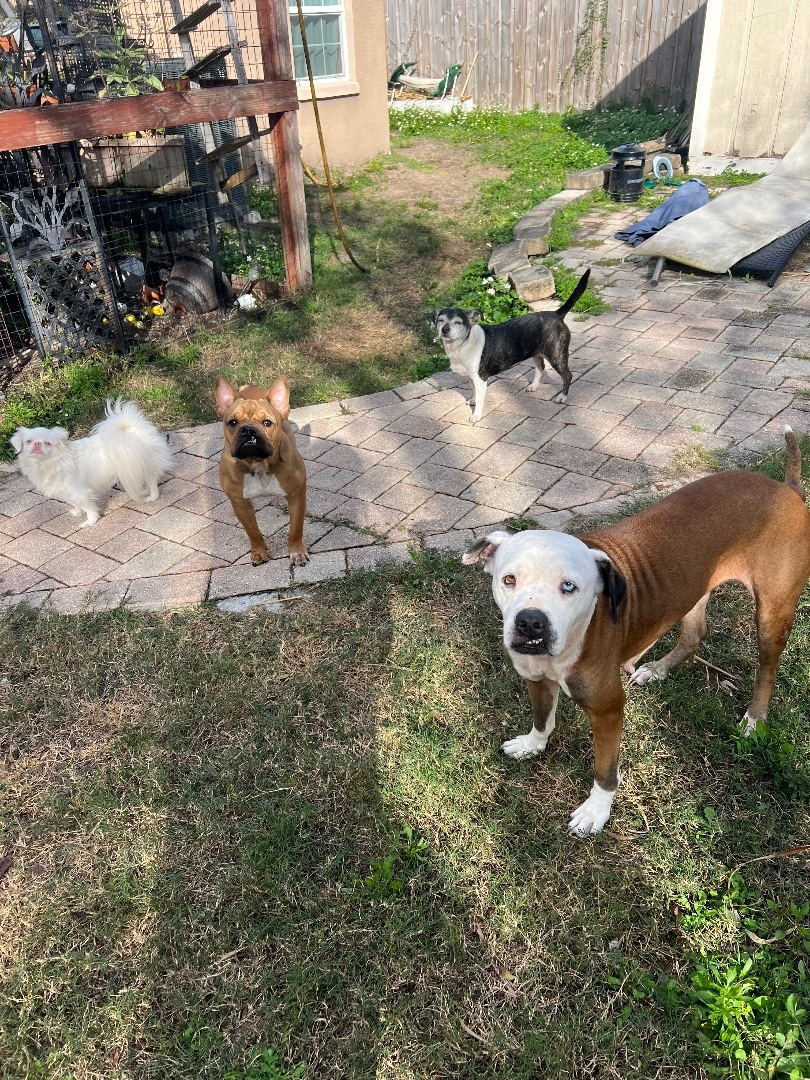 Enlarge Pearl, a Adoptable mixed breed in Tampa, FL image 4/4