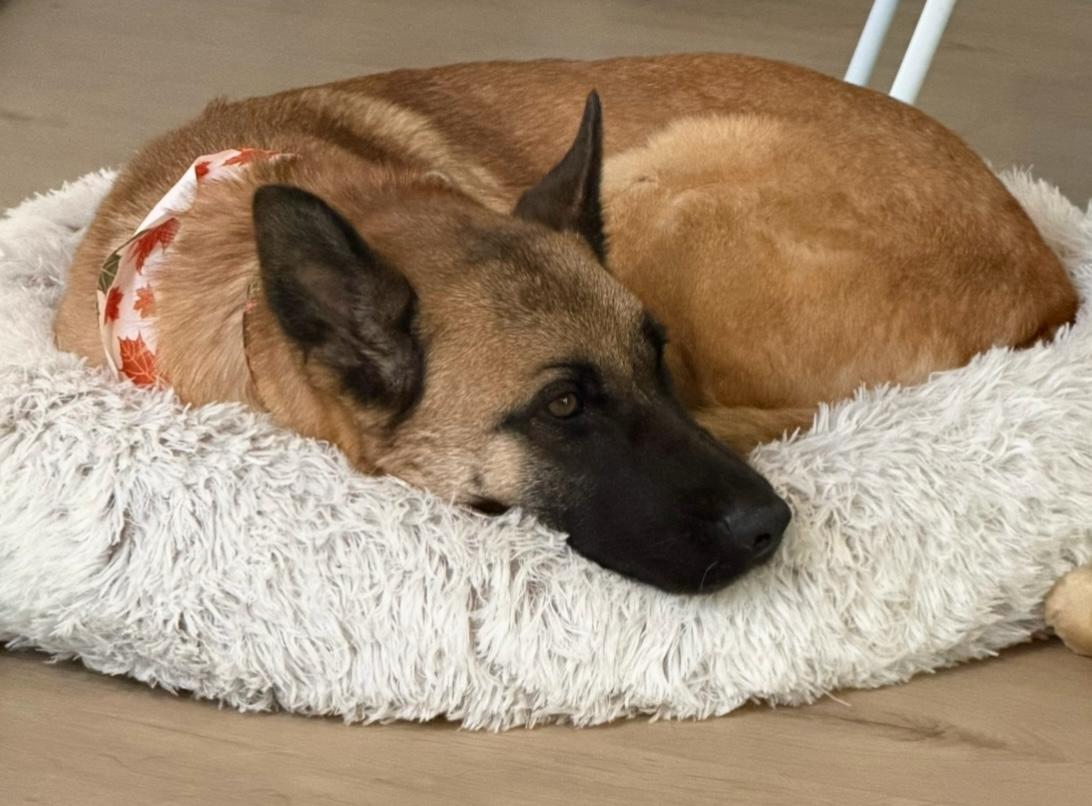 Enlarge Mello, a Adoptable mixed breed in Weston, MA image 6/6