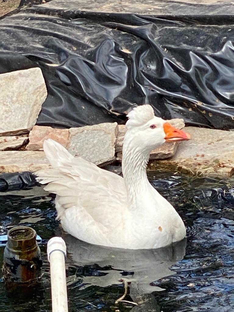 Papa Goose, Adoptable, Adult Male Goose.